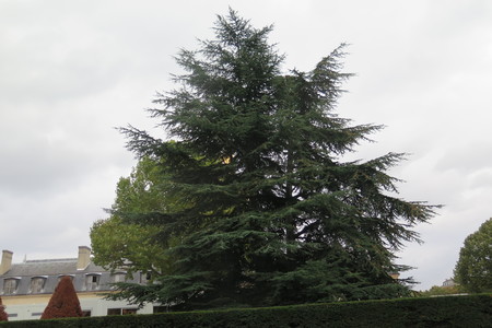  picture  Atlasceder |Cedrus_atlantica