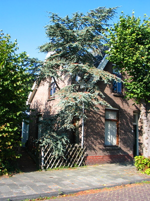  picture  Atlasceder |Cedrus_atlantica