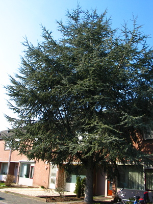  picture  Atlasceder |Cedrus_atlantica