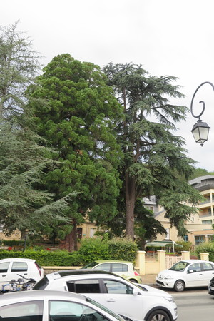  picture  Atlasceder |Cedrus_atlantica