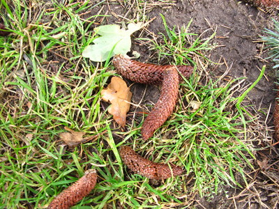  picture  Atlasceder |Cedrus_atlantica