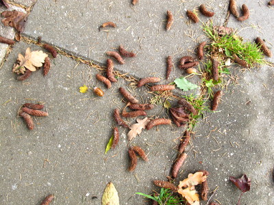  picture  Atlasceder |Cedrus_atlantica