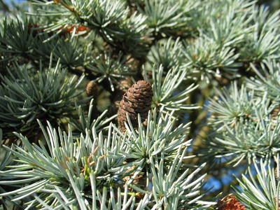  picture  Atlasceder |Cedrus_atlantica