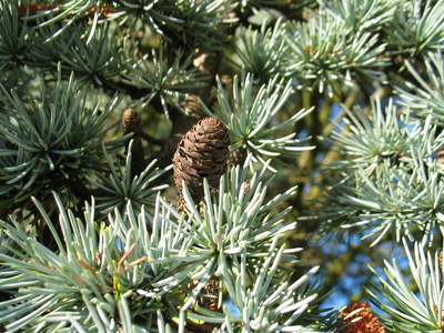  picture  Atlasceder |Cedrus_atlantica