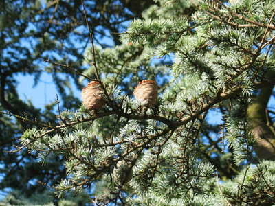  picture  Atlasceder |Cedrus_atlantica