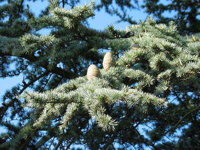  picture  Atlasceder |Cedrus_atlantica