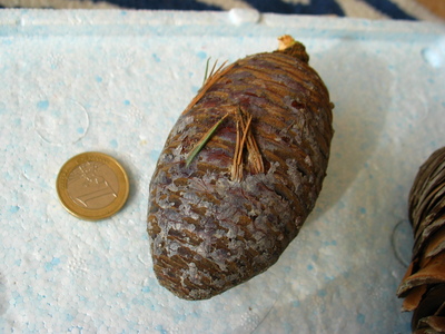  picture  Atlasceder |Cedrus_atlantica