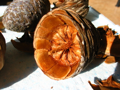  picture  Atlasceder |Cedrus_atlantica