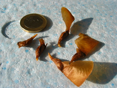  picture  Atlasceder |Cedrus_atlantica