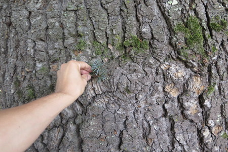  picture  Atlasceder |Cedrus_atlantica