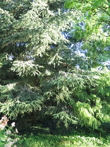  picture  Atlasceder |Cedrus_atlantica