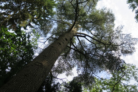  picture  Atlasceder |Cedrus_atlantica