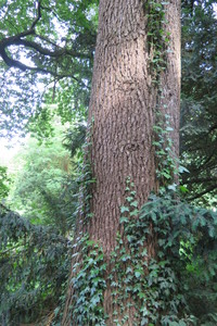  picture  Atlasceder |Cedrus_atlantica