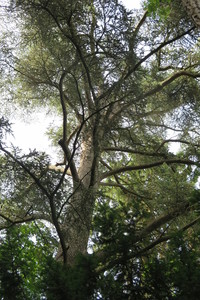  picture  Atlasceder |Cedrus_atlantica