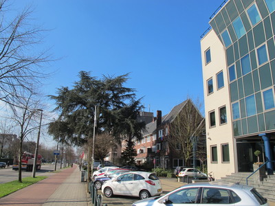  picture  Atlasceder |Cedrus_atlantica