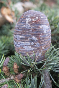  picture  Atlasceder |Cedrus_atlantica