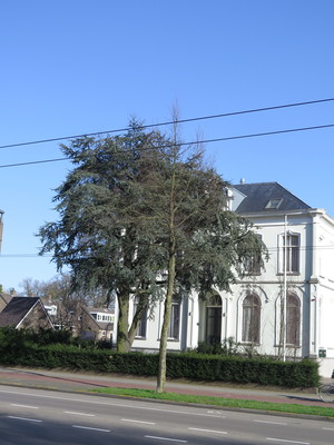  picture  Atlasceder |Cedrus_atlantica