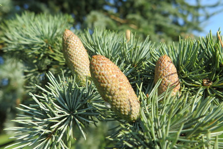  picture  Atlasceder |Cedrus_atlantica