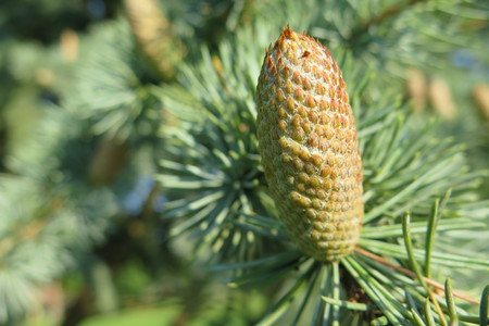  picture  Atlasceder |Cedrus_atlantica