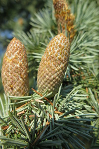  picture  Atlasceder |Cedrus_atlantica