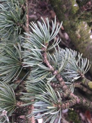  picture  Atlasceder |Cedrus_atlantica