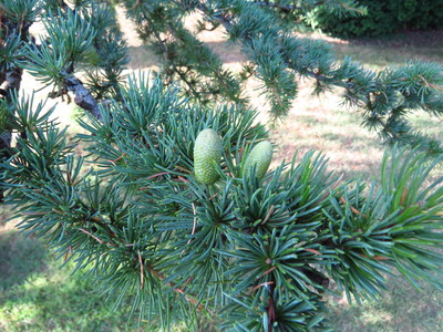  picture  Atlasceder |Cedrus_atlantica