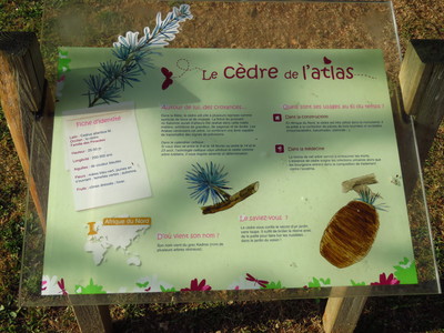  picture  Atlasceder |Cedrus_atlantica