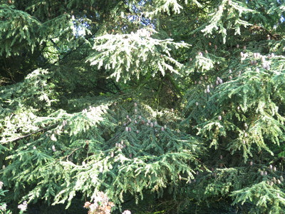  picture  Atlasceder |Cedrus_atlantica