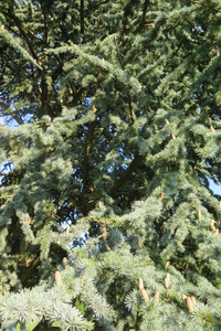  picture  Atlasceder |Cedrus_atlantica