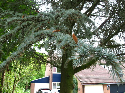  picture  Atlasceder |Cedrus_atlantica