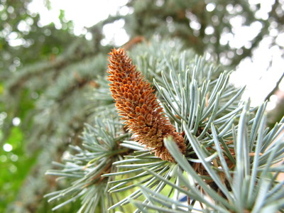  picture  Atlasceder |Cedrus_atlantica