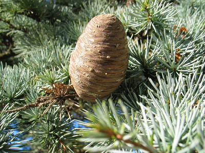  picture  Atlasceder |Cedrus_atlantica