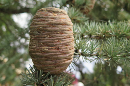  picture  Atlasceder |Cedrus_atlantica