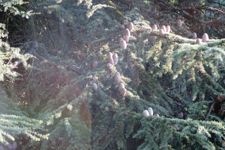  picture  Atlasceder |Cedrus_atlantica