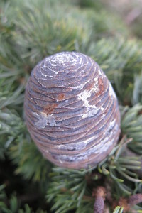  picture  Atlasceder |Cedrus_atlantica