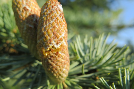  picture  Atlasceder |Cedrus_atlantica