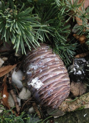  picture  Atlasceder |Cedrus_atlantica