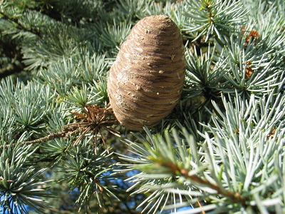  picture  Atlasceder |Cedrus_atlantica