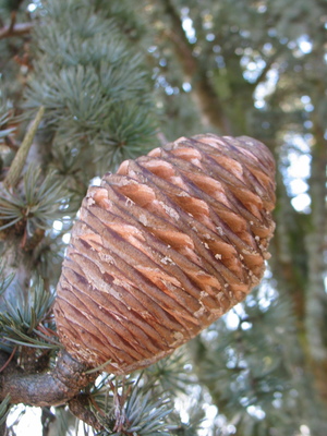  picture  Atlasceder |Cedrus_atlantica