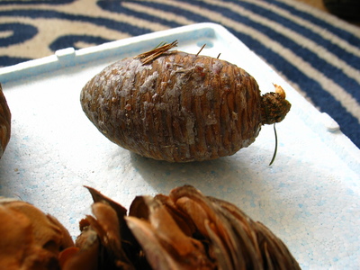  picture  Atlasceder |Cedrus_atlantica