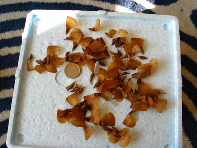  picture  Atlasceder |Cedrus_atlantica