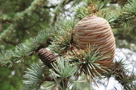  picture  Atlasceder |Cedrus_atlantica