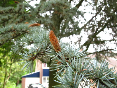  picture  Atlasceder |Cedrus_atlantica