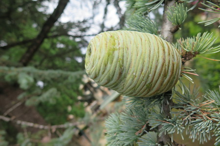  picture  Atlasceder |Cedrus_atlantica