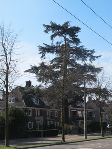  picture  Atlasceder |Cedrus_atlantica