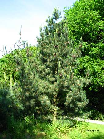  picture  Balkanden |Pinus_peuce