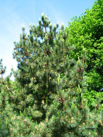  picture  Balkanden |Pinus_peuce