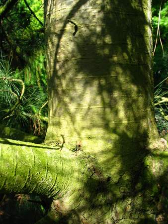  picture  Balkanden |Pinus_peuce
