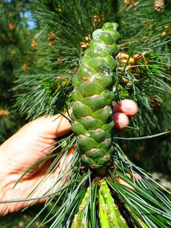  picture  Balkanden |Pinus_peuce