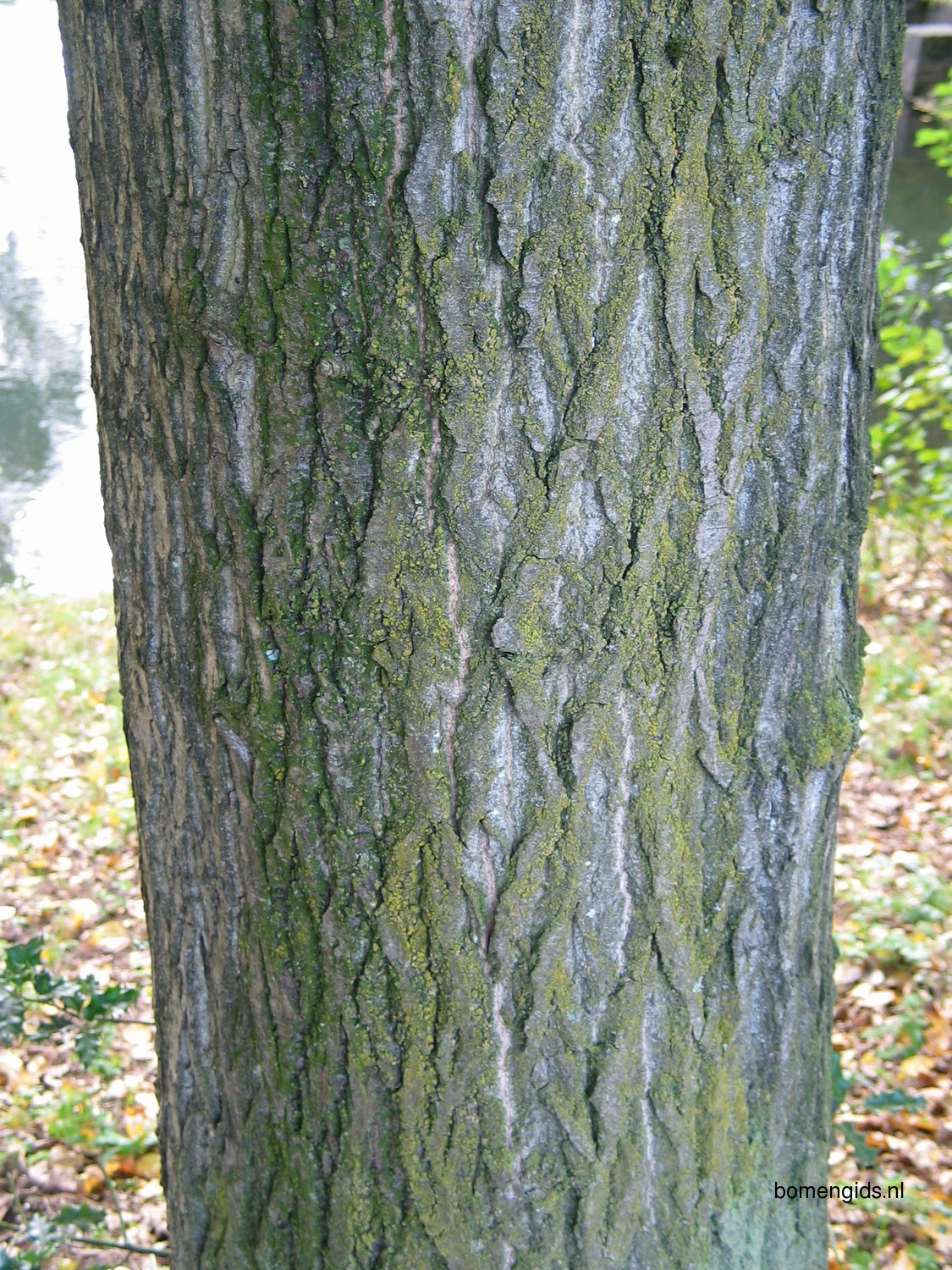 Herken de boomsoort NL Balsam populier; Latin Populus balsamifera; UK